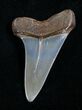 Fossil Giant Mako Shark Tooth - Virginia #5549-1